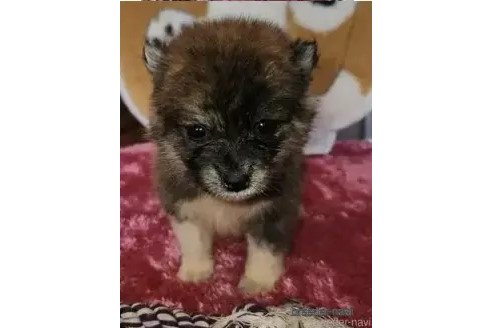 販売中の福岡県のミックス犬-345471の3枚目